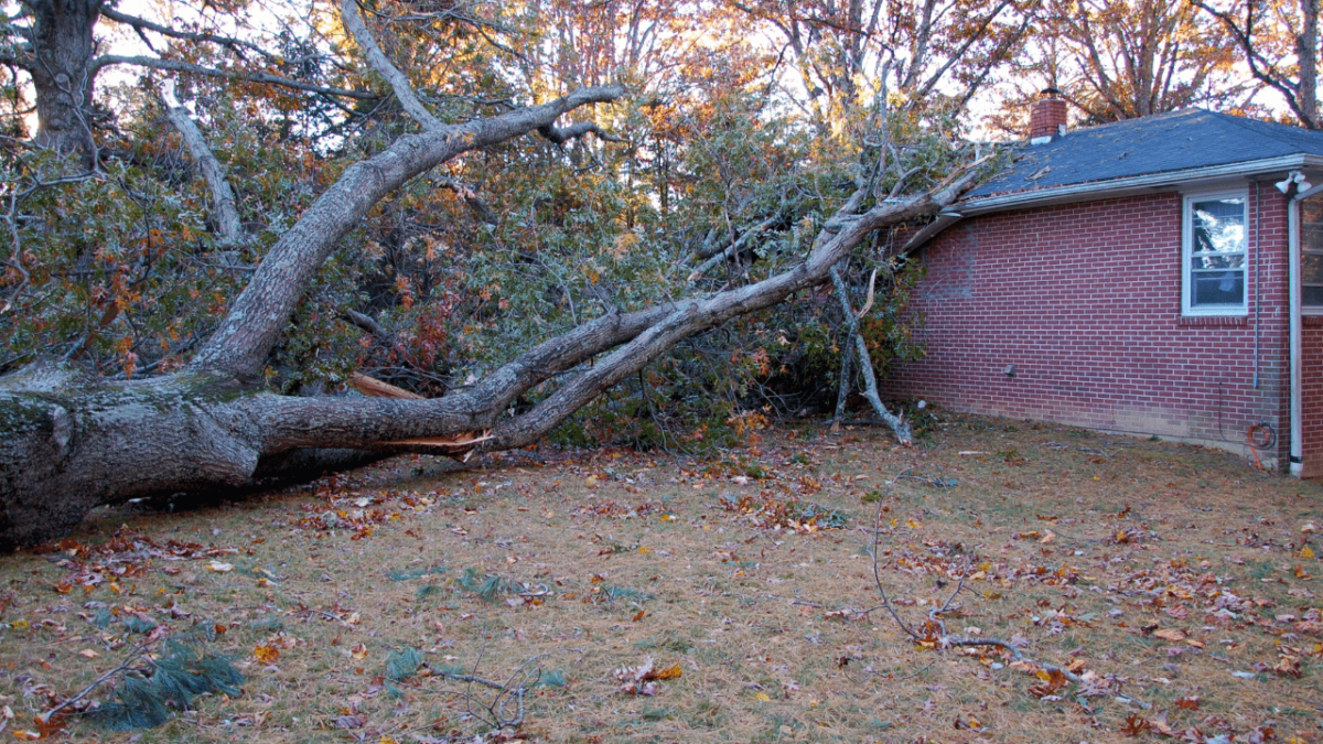 Does Home Insurance Cover A Tree Falling On House? Heritage Advises